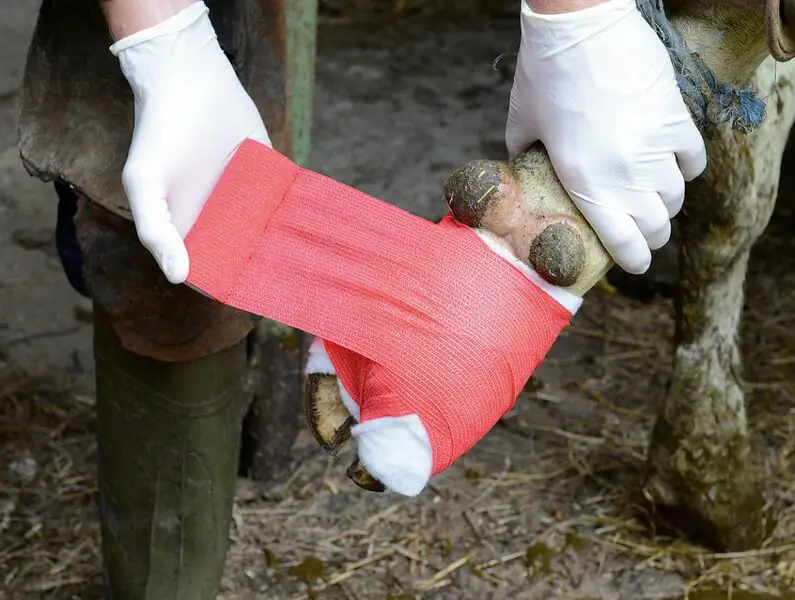 VliVet Klauenbandage Anwendung